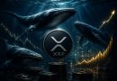 XRP’de Dikkat Çeken Çelişki: 1 Milyon+ XRP Tutan Cüzdanlar %32 Arttı